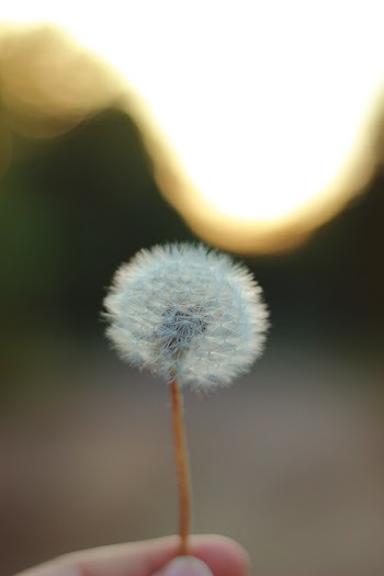Free Photo of flowers, nature, blossoms