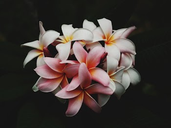 Free Photo of flowers, nature, blossoms