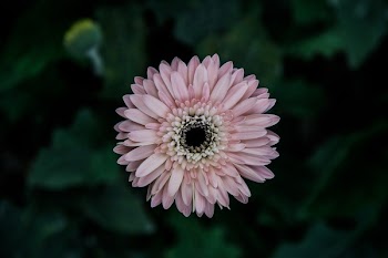 Free Photo of flowers, nature, blossoms