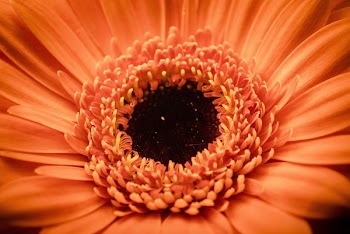 Free Photo of flowers, nature, blossoms