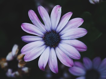 Free Photo of flowers, nature, blossoms
