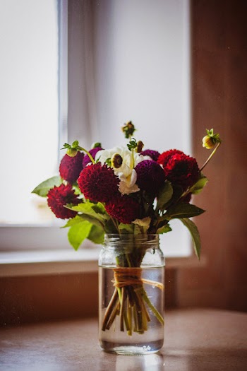 Free Photo of flowers, nature, blossoms