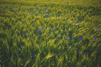 Free Photo of flowers, nature, blossoms