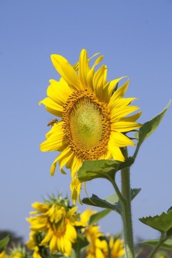Free Photo of flowers, nature, blossoms