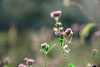 Free Photo of flowers, nature, blossoms