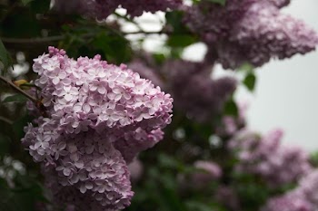 Free Photo of flowers, nature, blossoms