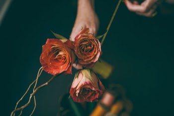Free Photo of flowers, nature, blossoms