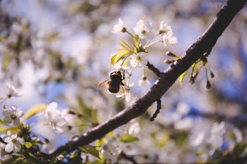 Free Photo of flowers, nature, blossoms