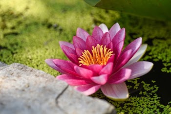 Free Photo of flowers, nature, blossoms