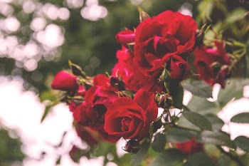 Free Photo of flowers, nature, blossoms