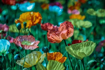 Free Photo of flowers, nature, blossoms