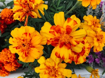 Free Photo of flowers, nature, blossoms