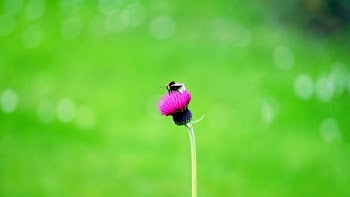 Free Photo of flowers, nature, blossoms