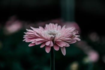 Free Photo of flowers, nature, blossoms