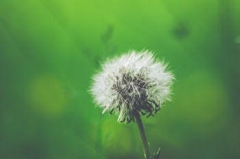 Free Photo of flowers, nature, blossoms