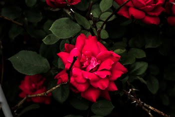 Free Photo of flowers, nature, blossoms