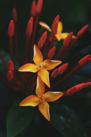 Free Photo of flowers, nature, blossoms