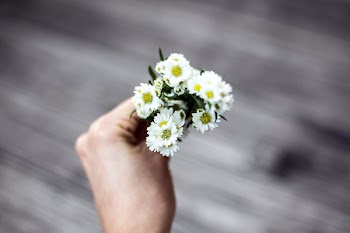 Free Photo of flowers, nature, blossoms