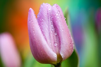 Free Photo of flowers, nature, blossoms