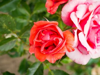 Free Photo of flowers, nature, blossoms