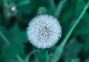 Free Photo of flowers, nature, blossoms