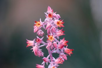 Free Photo of flowers, nature, blossoms