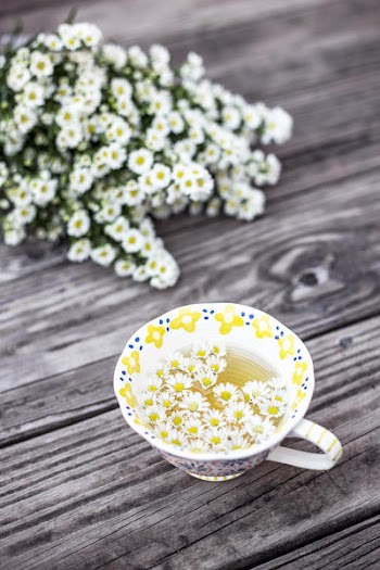 Free Photo of flowers, nature, blossoms