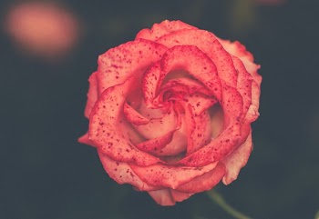 Free Photo of flowers, nature, blossoms