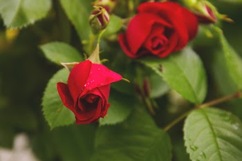 Free Photo of flowers, nature, blossoms