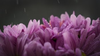 Free Photo of flowers, nature, purple