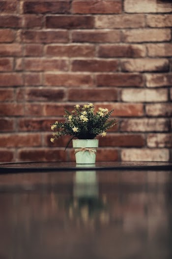 Free Photo of flowers, pat, plant