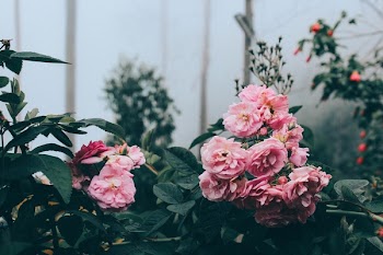 Free Photo of flowers, pink, roses