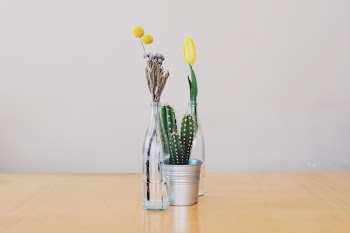 Free Photo of flowers, vases, cactus