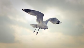 Free Photo of flying, seagull, bird
