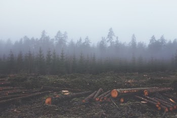 Free Photo of fog, haze, hazy