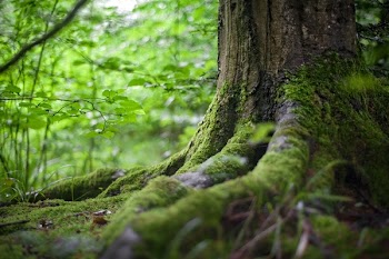 Free Photo of forest, root, tree