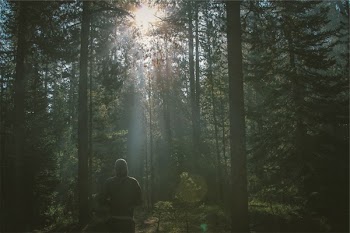 Free Photo of forest, trees, woods