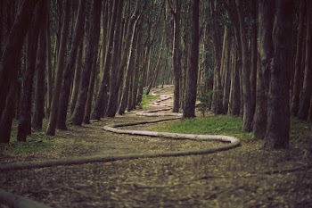 Free Photo of forest, woods, trees
