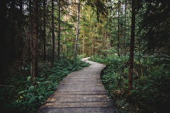Free Photo of forest, woods, trees