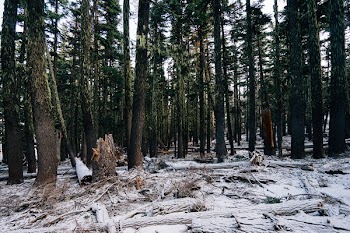 Free Photo of forest, woods, trees