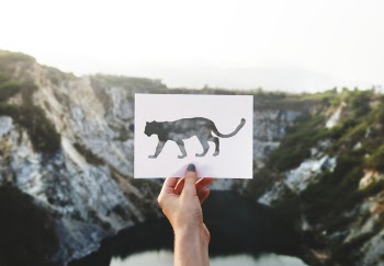 Free Photo of freedom, plants, travel