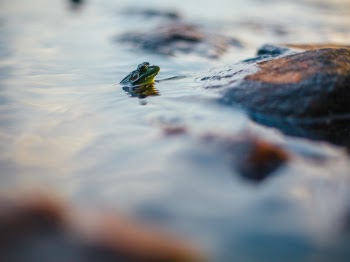 Free Photo of frog, reptile, water