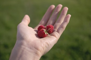 Free Photo of fruits, berries, raspberries