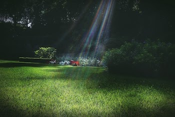 Free Photo of garden, park, grass
