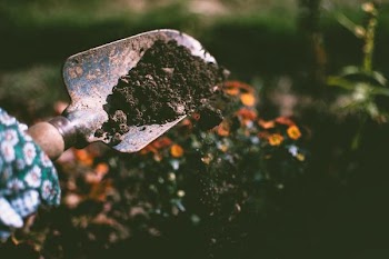 Free Photo of garden, trowl, tool