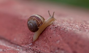 Free Photo of gastropods, snail, slugs