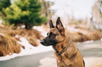 Free Photo of german shepherd, pet, animal