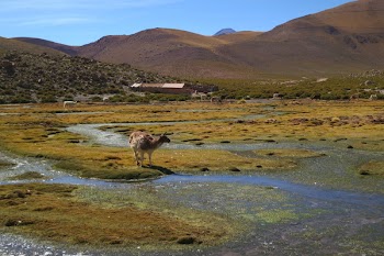 Free Photo of Geyser el Tatio, Chile, animals