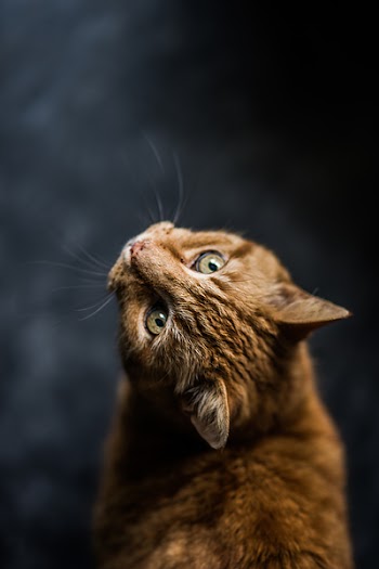 Free Photo of ginger, cat, looking