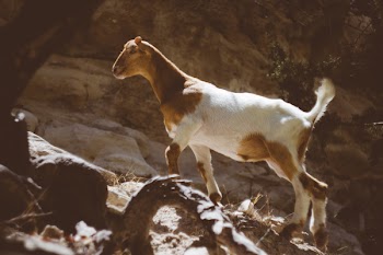 Free Photo of goat, animal, wildlife